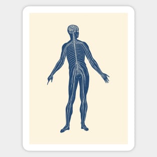 Lymphatic System - Vintage Anatomy Sticker